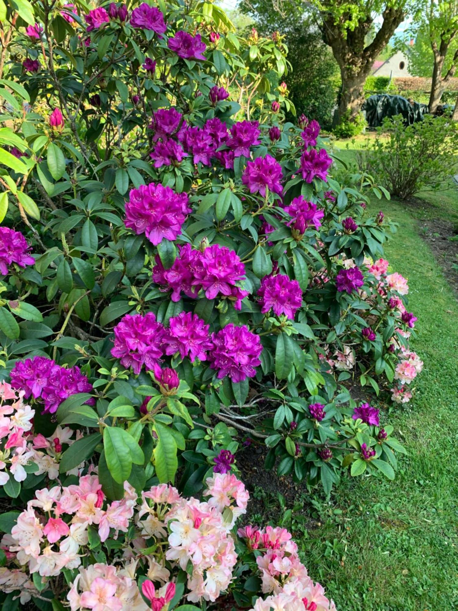 Cricquebœuf La Villa Des Rosiers מראה חיצוני תמונה